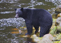 Ursus americanus